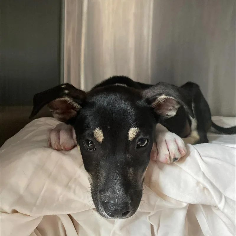 A baby small-sized male Black Mixed Breed dog named Thunder for adoption in Columbus, NC