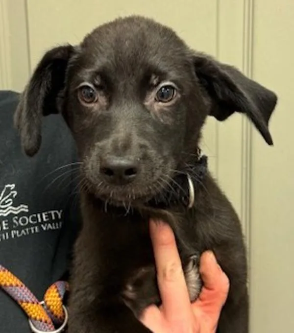 A baby medium-sized male Labrador Retriever dog named Zack for adoption in Littleton, CO