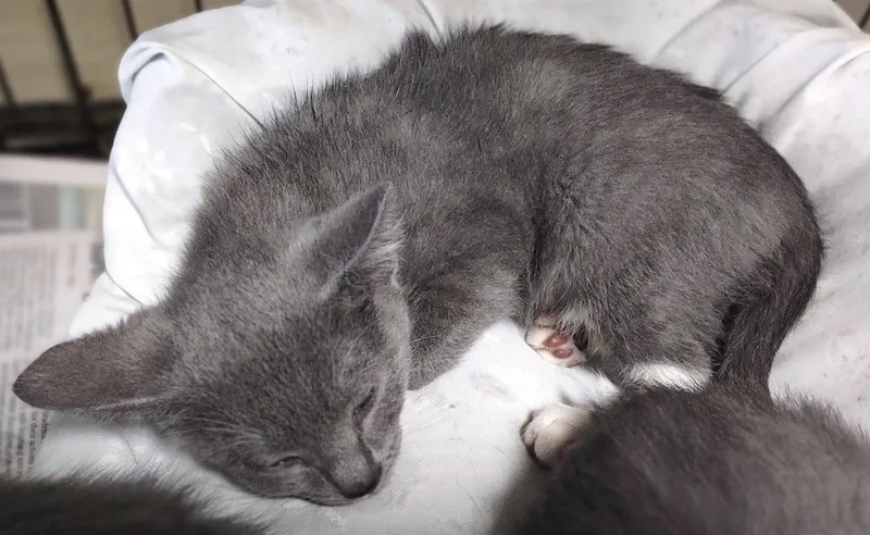 A baby medium-sized male Gray & White Domestic Short Hair cat named Stanly Tucci for adoption in Albemarle, NC
