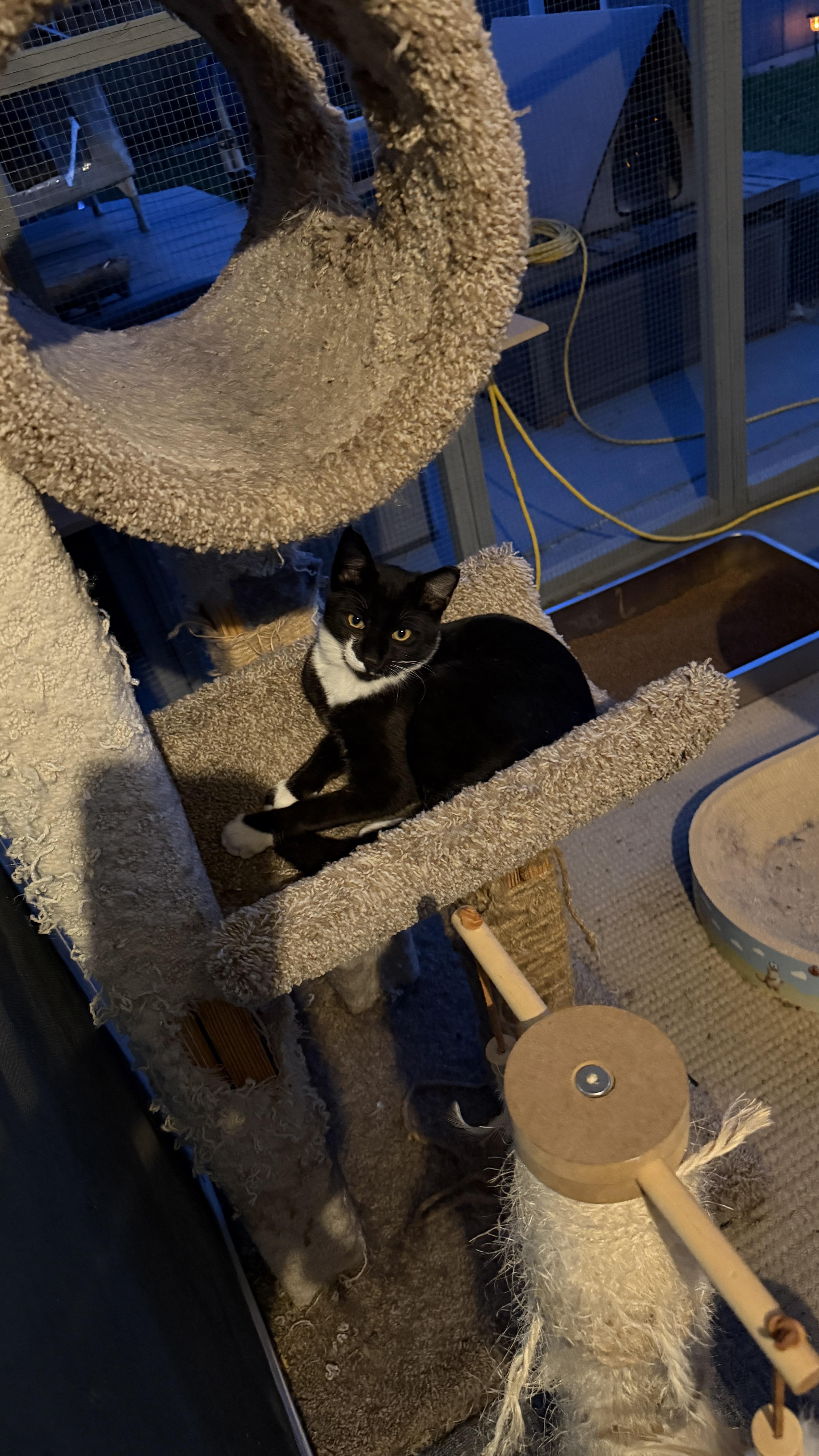 A baby medium-sized male Domestic Short Hair cat named Mr Magoo for adoption in Heyburn, ID