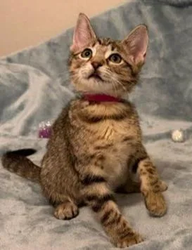 A baby medium-sized female Brown / Chocolate Domestic Short Hair cat named Sweet Pea for adoption in Richardson, TX