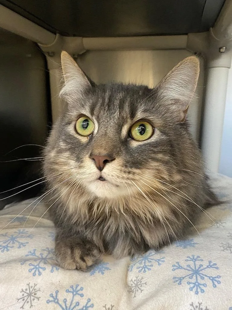 A young medium-sized male Domestic Long Hair cat named Buckley for adoption in Pomona, NY