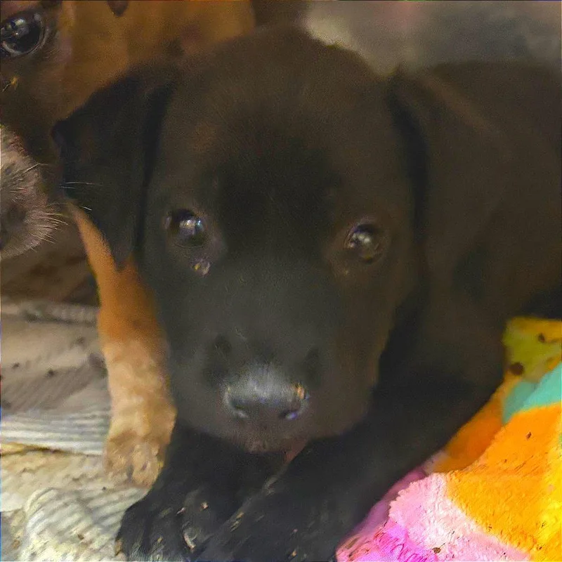 A baby small-sized female Black Labrador Retriever dog named Star for adoption in West Point, MS