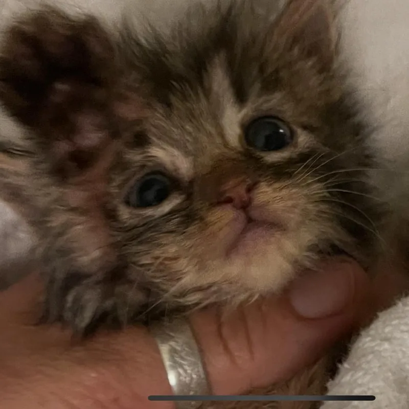 A baby small-sized female Black Domestic Short Hair cat named Torta for adoption in Garfield, AR