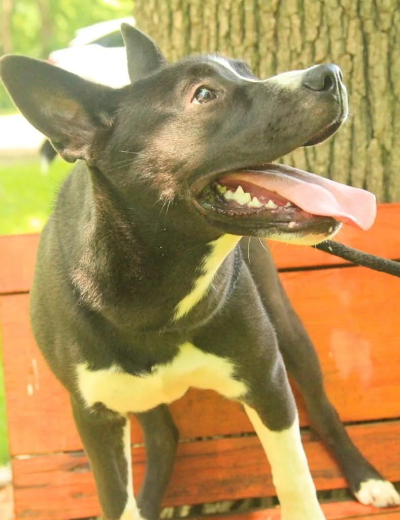 A baby large-sized male American Staffordshire Terrier dog named Koda for adoption in Utica, MI