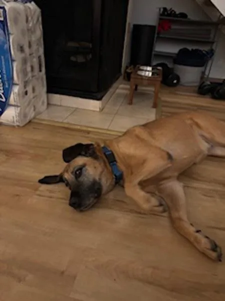 A senior large-sized female Great Dane dog named Nova for adoption in San Diego, CA