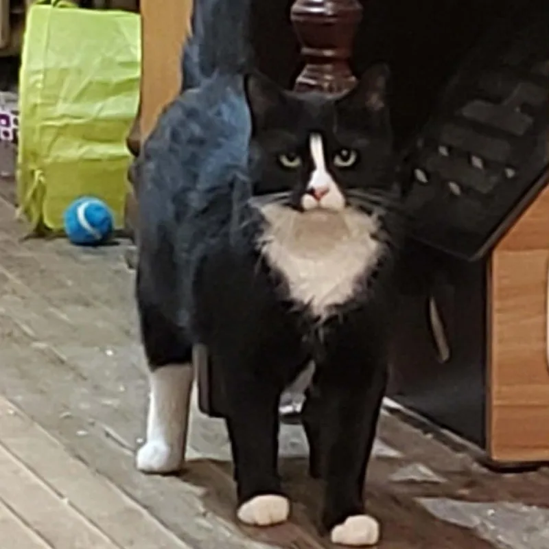 An adult large-sized male Black Domestic Short Hair cat named Tot for adoption in Johnstown, PA