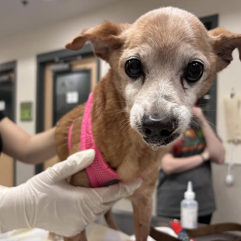 A senior small-sized male Mixed Breed dog named Charlie Brown for adoption in Jacksonville, FL