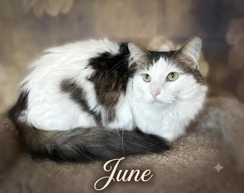 An adult medium-sized female Domestic Medium Hair cat named June for adoption in Aurora, NE