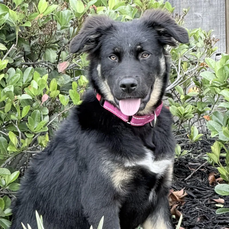 A baby large-sized female Black German Shepherd Dog dog named Reilly Ray for adoption in Houston, TX