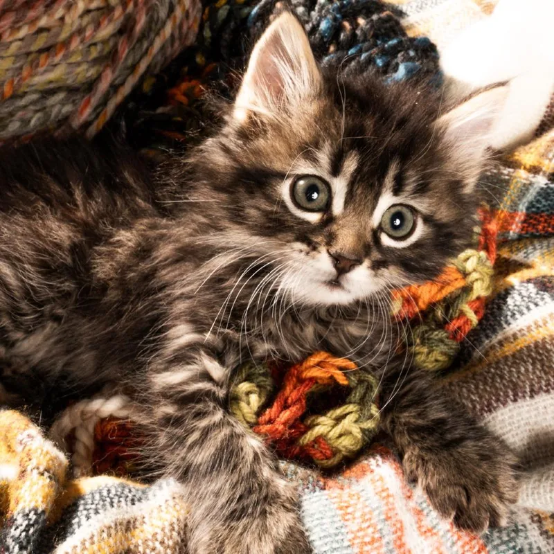 A baby small-sized male Black Domestic Long Hair cat named Rufus for adoption in Durango, CO