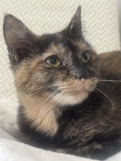 A baby small-sized female Tortoiseshell Domestic Short Hair cat named Yves for adoption in Liverpool, TX