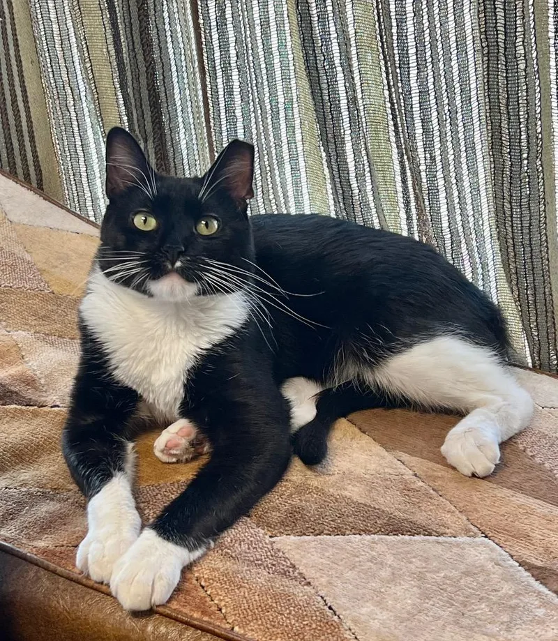 A young medium-sized male Domestic Short Hair cat named Fish for adoption in Heber City, UT