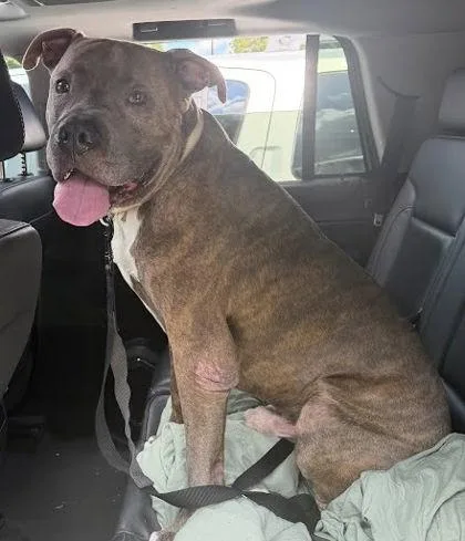 An adult extra large-sized male Mixed Breed dog named Sheffield for adoption in Chamblee, GA