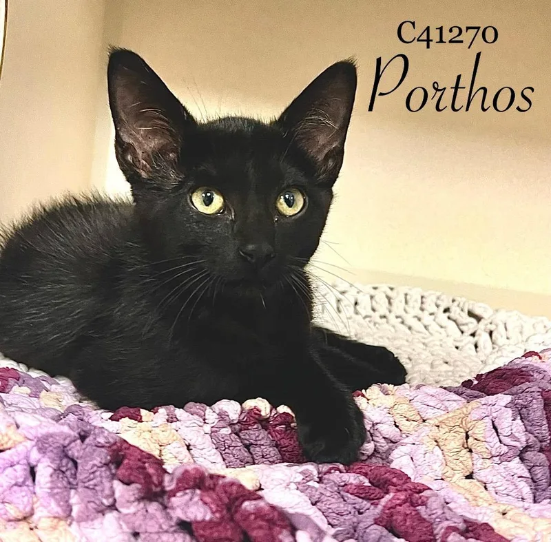 Porthos thumbnail 2