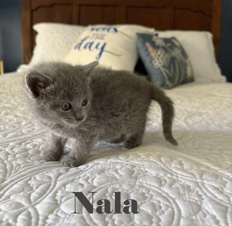A baby medium-sized female Domestic Short Hair cat named Nala for adoption in Crown Point, IN