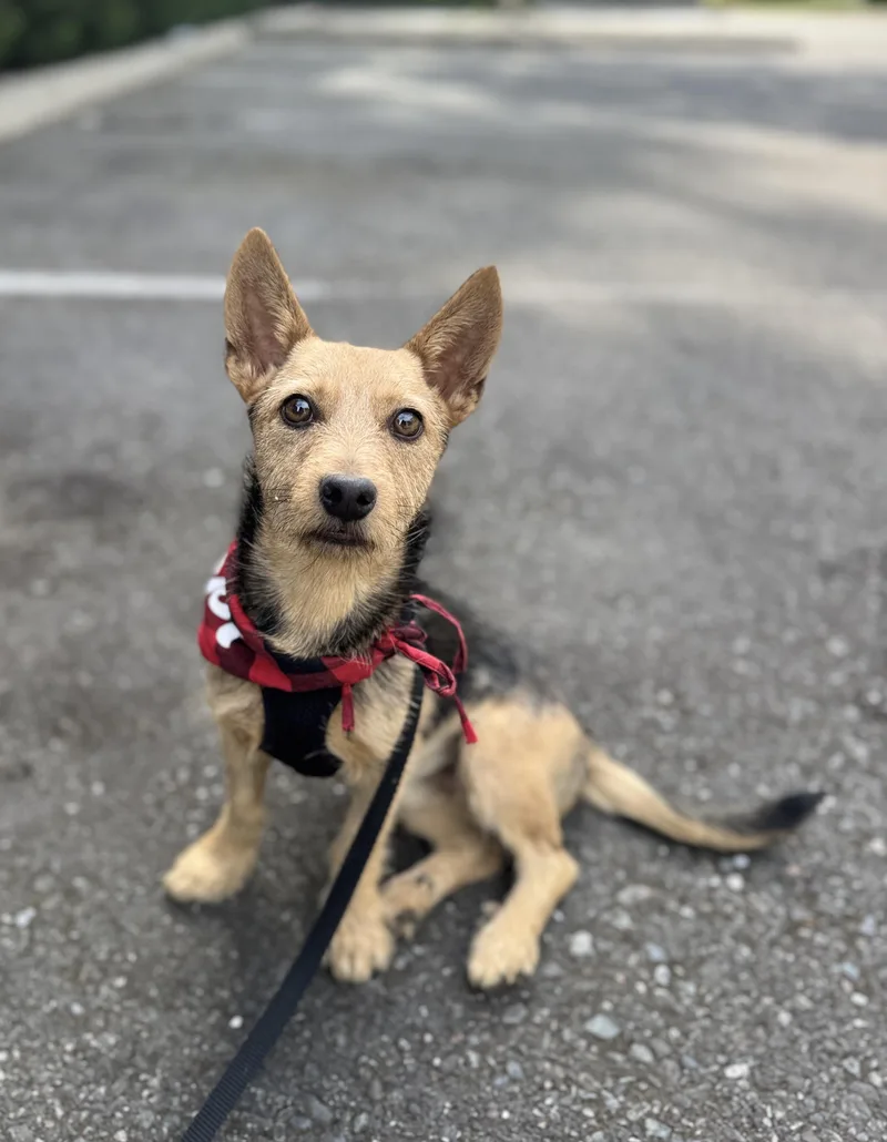 A young small-sized male Apricot / Beige Terrier dog named Spruce for adoption in lynnwood , WA