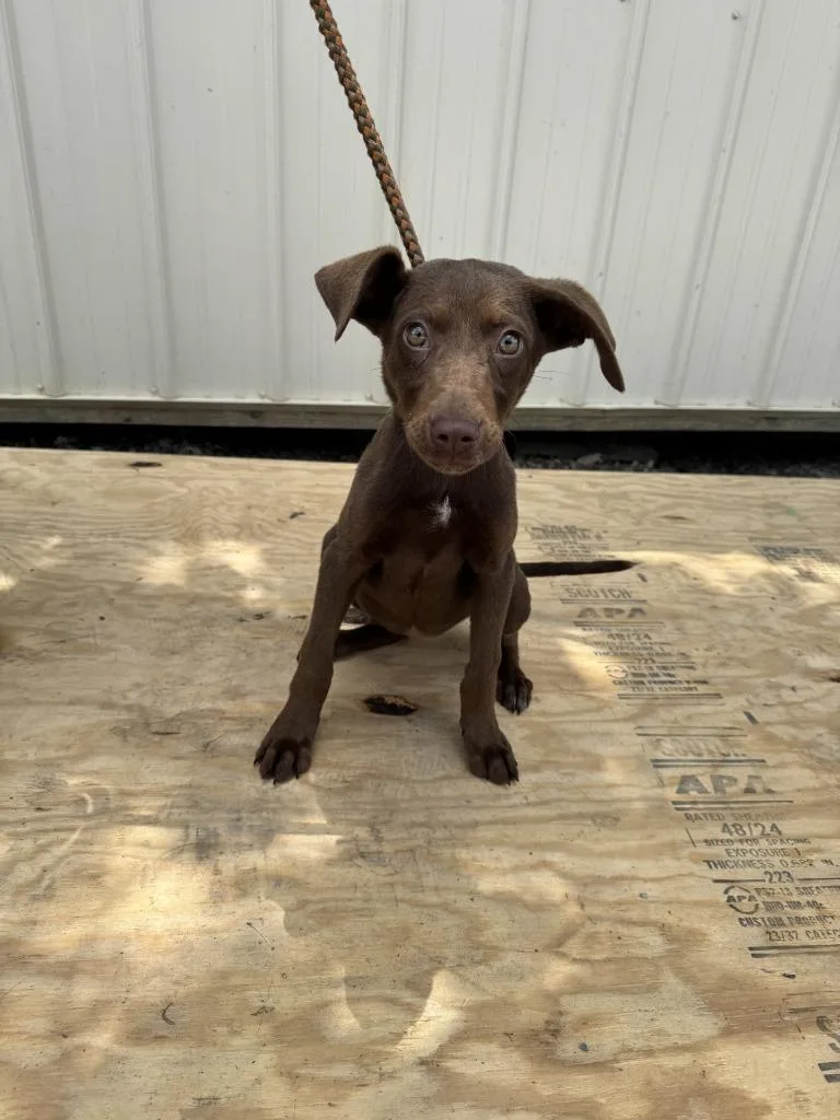 A baby small-sized female Labrador Retriever dog named Claire for adoption in Lawrenceburg, TN