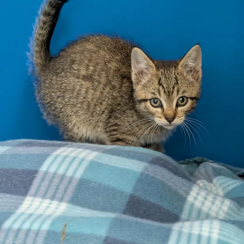 A baby small-sized male Brown / Chocolate Domestic Short Hair cat named Darwin for adoption in East Smithfield , PA