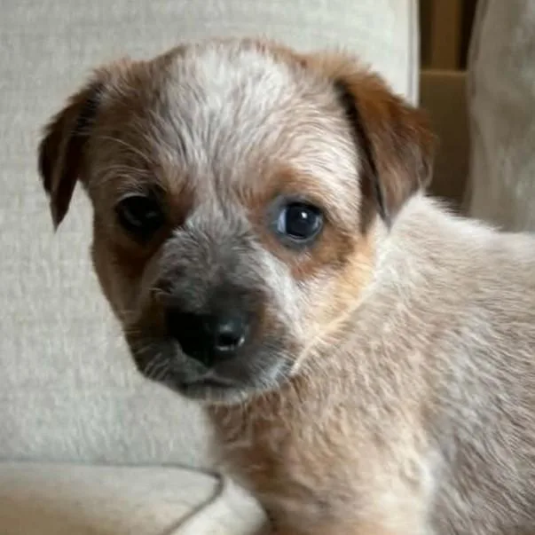 A baby medium-sized female Red / Chestnut / Orange Australian Cattle Dog / Blue Heeler dog named Crown Royal for adoption in Normal, IL