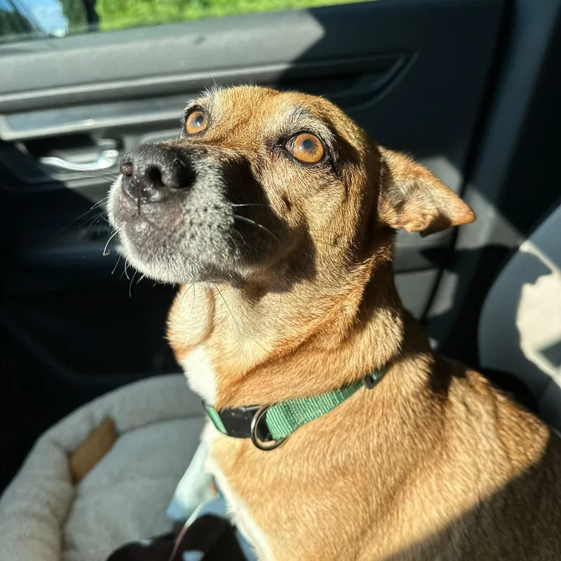 An adult small-sized female Yellow / Tan / Blond / Fawn Chihuahua dog named Chani for adoption in Baldwin, MD