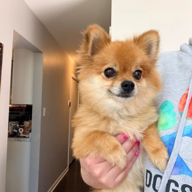 An adult small-sized female Golden Pomeranian dog named Butterscotch for adoption in Saint John, IN