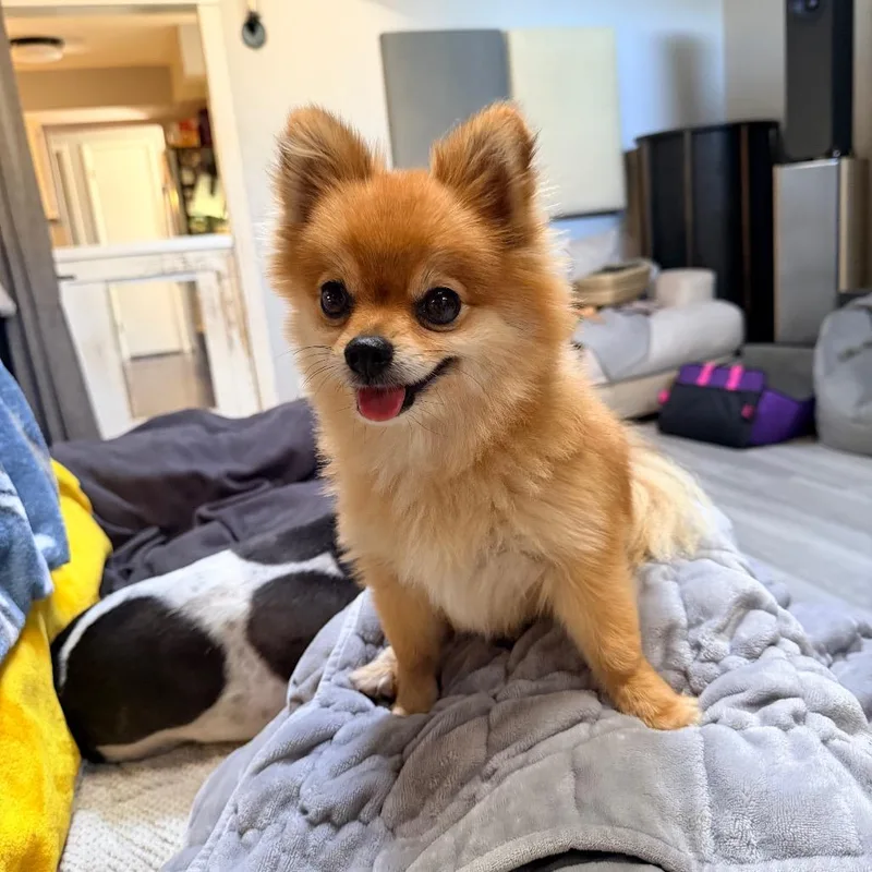 Butterscotch thumbnail 6