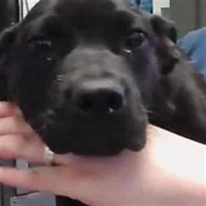 A baby small-sized female Labrador Retriever dog named Sassy Pants for adoption in Tulsa, OK