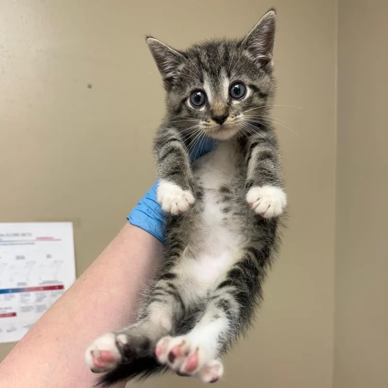 A baby small-sized male Brown / Chocolate Domestic Short Hair cat named Billy for adoption in Birmingham, AL