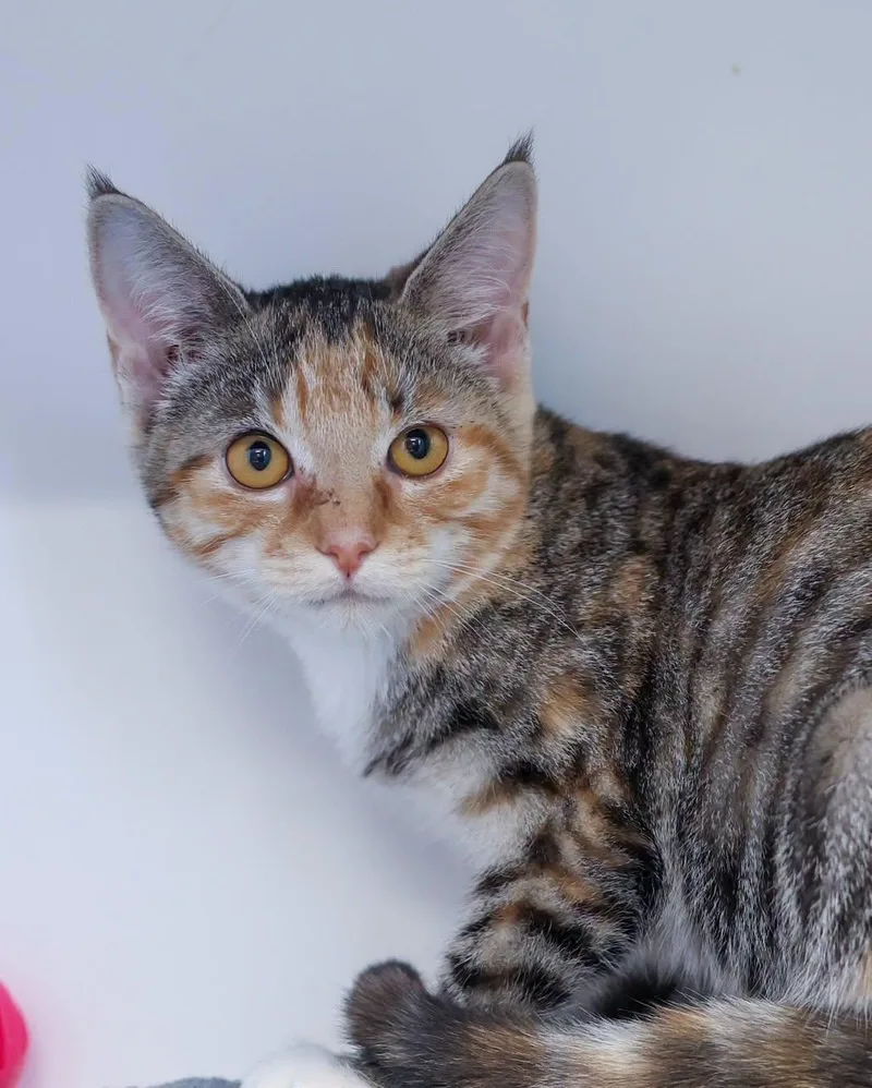 A young small-sized male Tabby (Orange / Red) Domestic Short Hair cat named Paw Mccartney for adoption in Bridgeport, CT