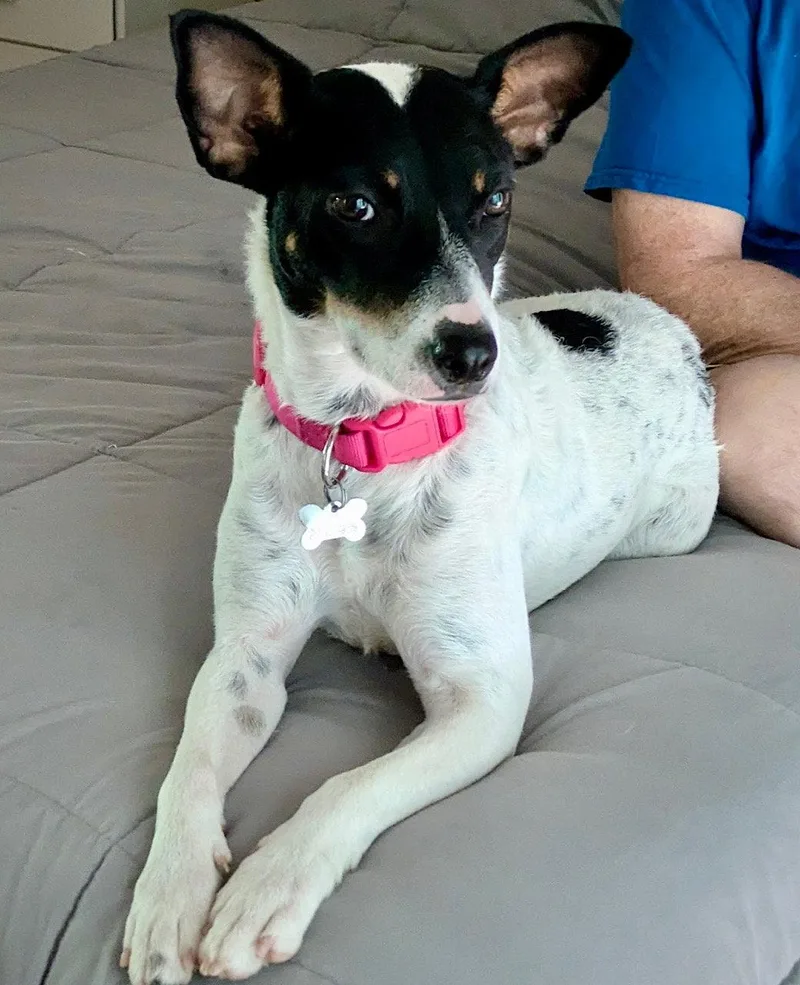 An adult medium-sized female Rat Terrier dog named Cranberry for adoption in Atlanta, GA