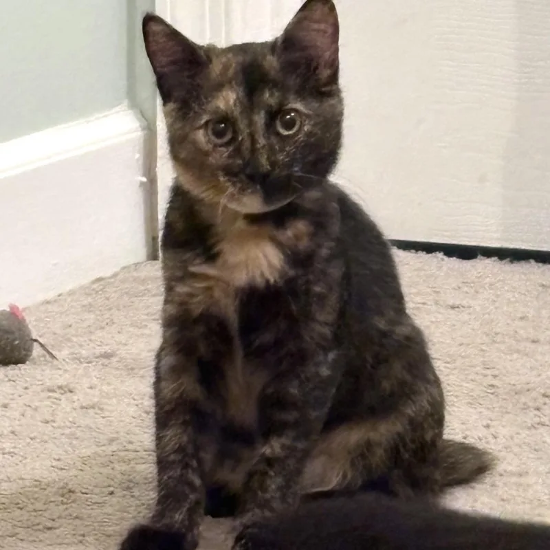 A baby small-sized female Tortoiseshell Domestic Short Hair cat named Lawless for adoption in Fredericksburg, VA