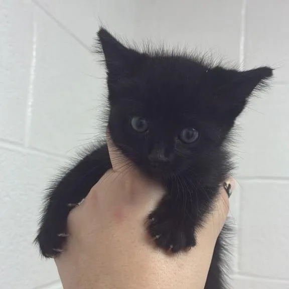 A baby small-sized female Domestic Short Hair cat named Cat 'n' Crunch for adoption in Gadsden, AL