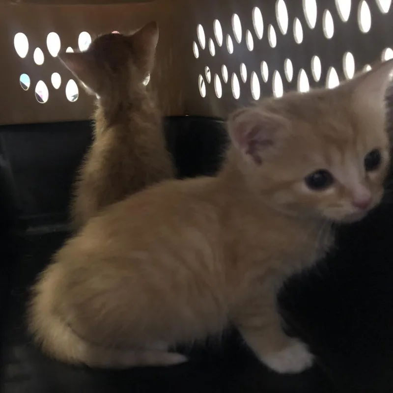 A baby small-sized male Orange / Red Domestic Short Hair cat named Cairo for adoption in Saint Louis, MO