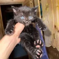 A baby small-sized male Black Domestic Short Hair cat named Ollie for adoption in West Palm Beach, FL