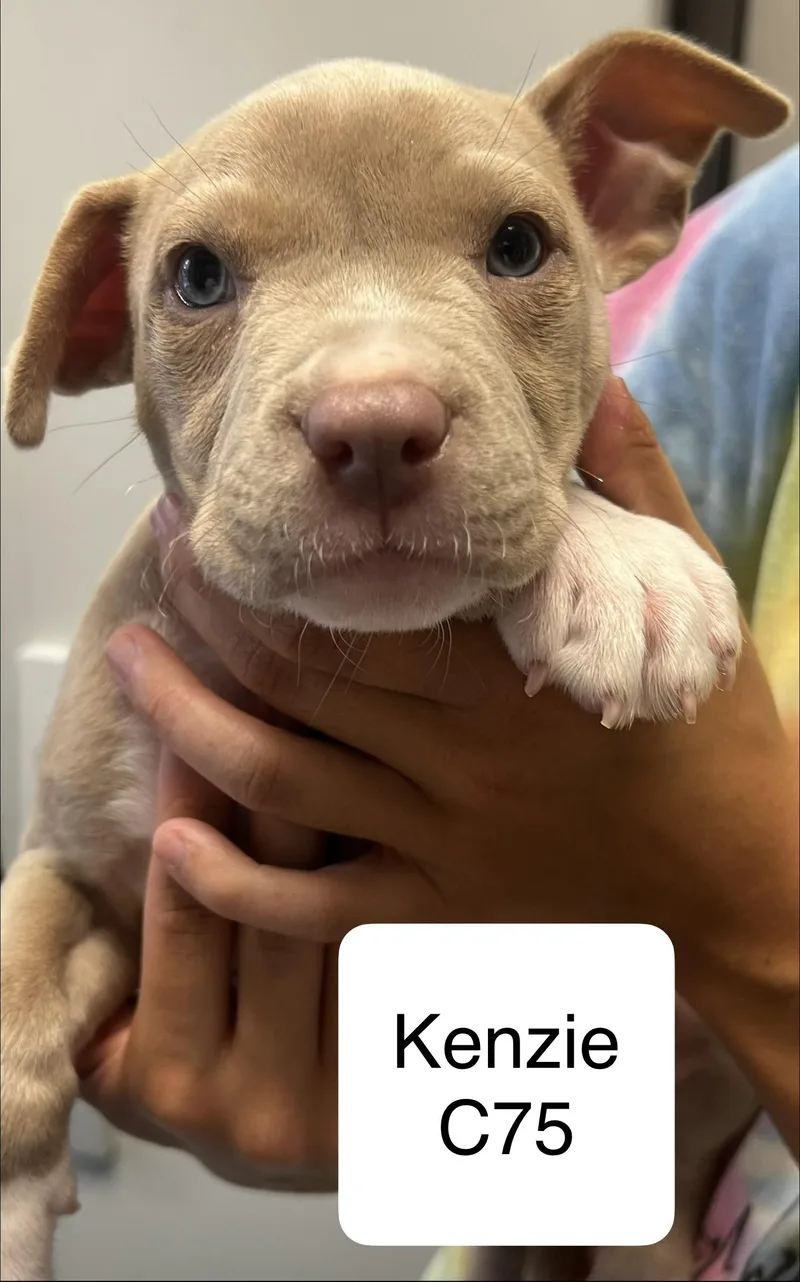 A baby medium-sized female Gray / Blue / Silver Pit Bull Terrier dog named Kenzie for adoption in Morganton, NC