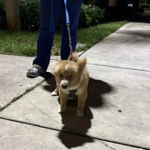 A young small-sized male Apricot / Beige Pomeranian dog named Markie for adoption in Plantation, FL