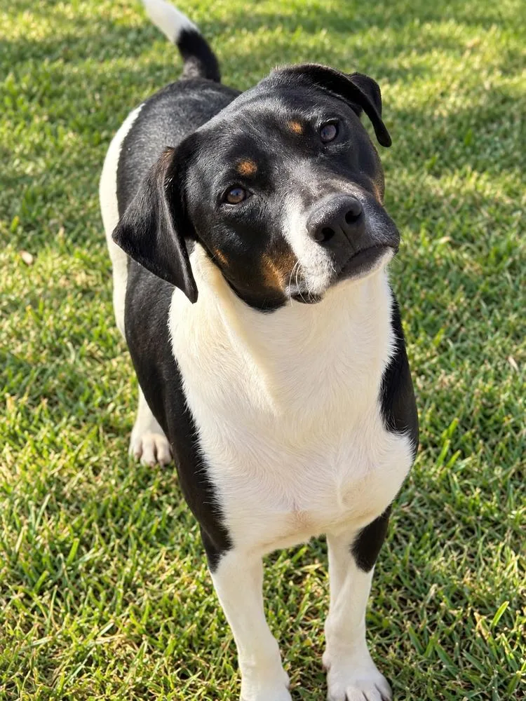An adult medium-sized female Tricolor (Brown, Black, & White) Beagle dog named Fruit Loop for adoption in Troy, AL