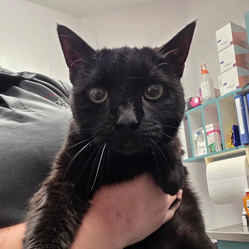 A senior large-sized female Black Domestic Short Hair cat named Lila for adoption in Clearwater, FL