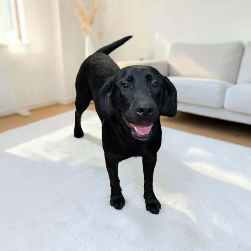 A young medium-sized male Black Mixed Breed dog named Cain for adoption in Boaz, AL