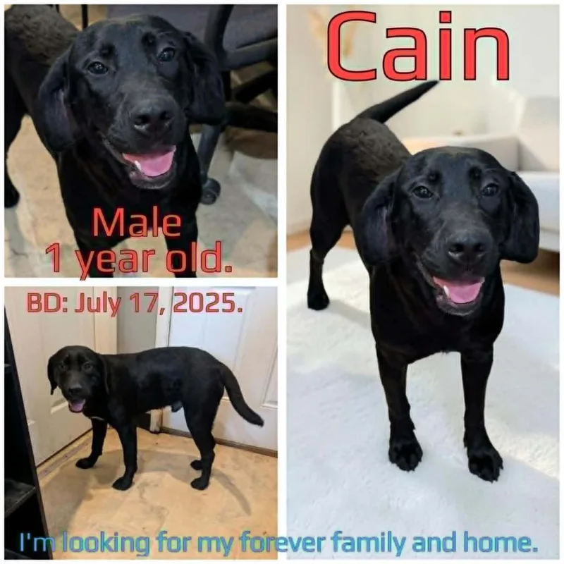 Cain thumbnail 2