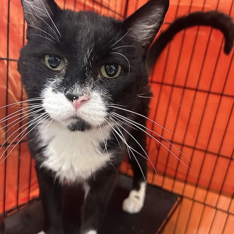 A senior medium-sized male Black & White / Tuxedo Domestic Short Hair cat named Piano for adoption in Mokena, IL