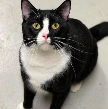 An adult large-sized male Black & White / Tuxedo Domestic Short Hair cat named Oreo for adoption in Rochester, MN