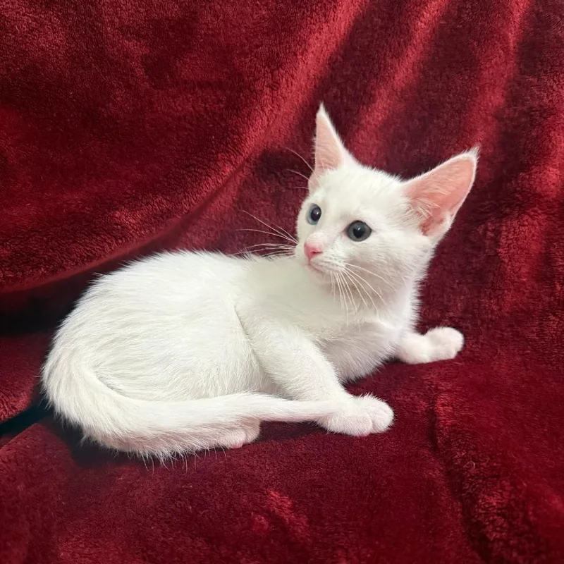 A baby small-sized female White Domestic Short Hair cat named Montreal for adoption in Brea, CA