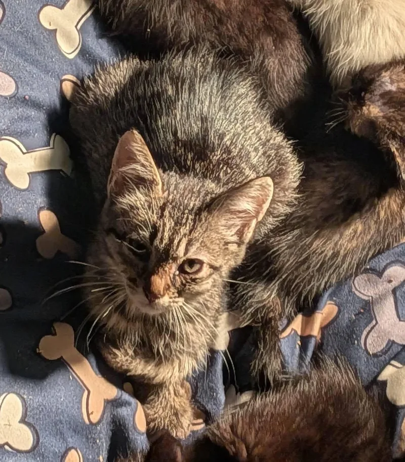 A baby small-sized male Tabby (Brown / Chocolate) Tabby cat named Mono for adoption in Clarksville, TN