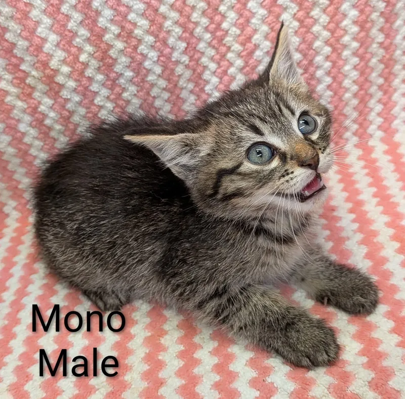 Mono thumbnail 2