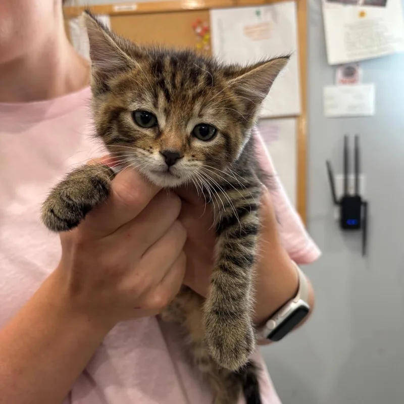 A baby small-sized female Buff / Tan / Fawn Domestic Short Hair cat named Maggie for adoption in Fairmont, WV