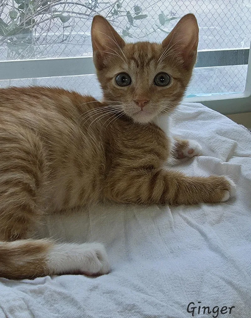 A young medium-sized female Orange & White Domestic Short Hair cat named Ginger for adoption in Key Largo, FL