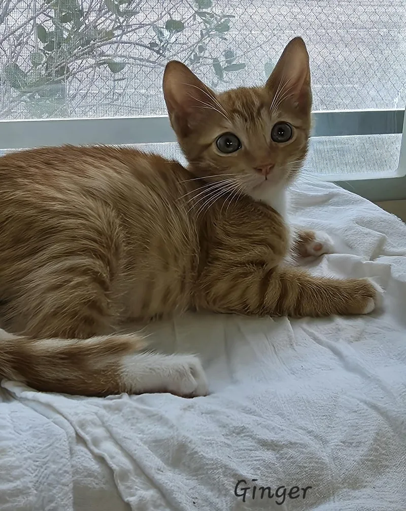 Ginger thumbnail 3