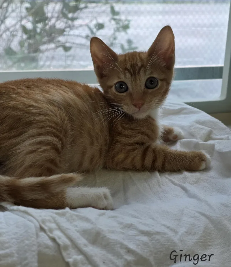 Ginger thumbnail 5